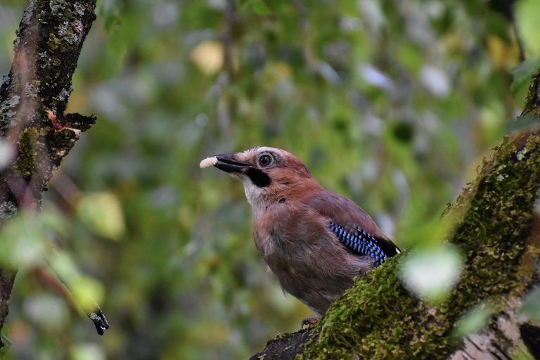 jay, bird, meeting-6559257.jpg